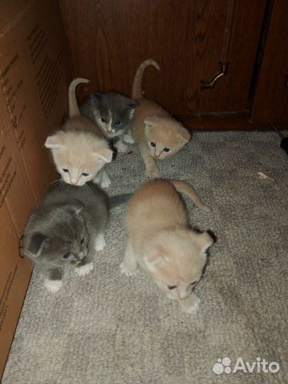 Отдам котят в добрые руки