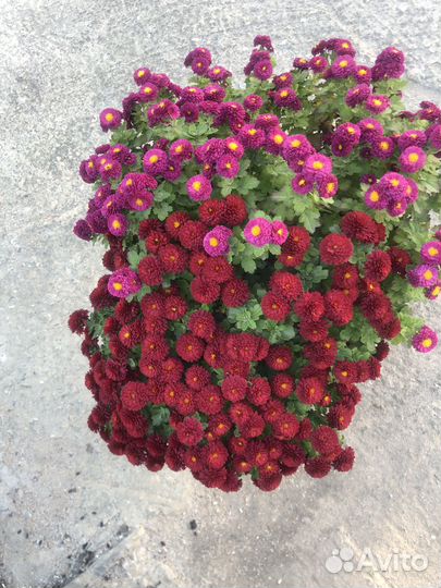 Хризантемы мультифлора -черенки с корнями