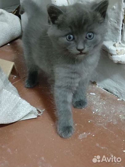 Кошка и котёнок