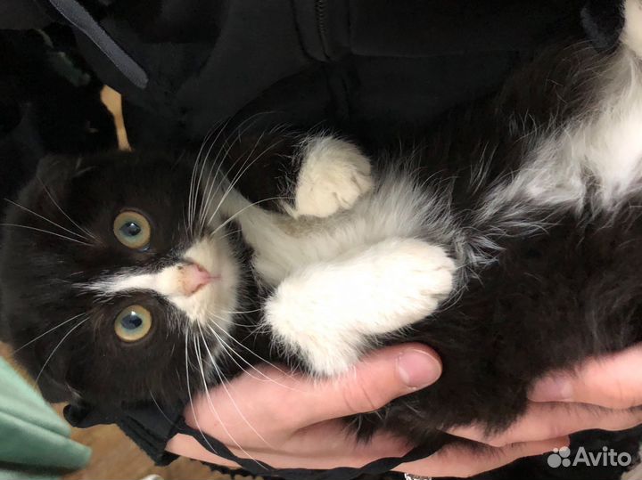 Вислоухая девочка, рыжий мальчик в добрые руки