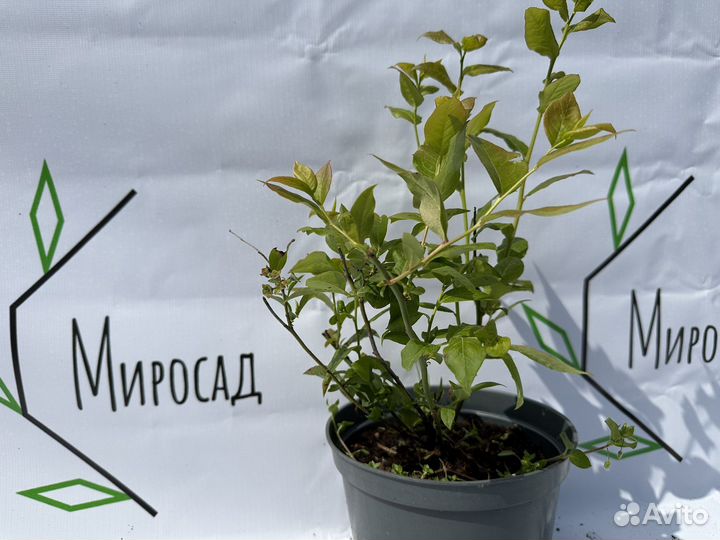 Гортензия Fantom