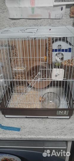 Хомяк сирийский с клеткой
