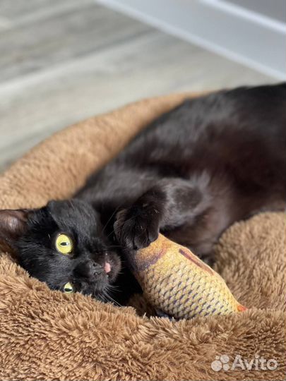 Кот в добрые руки