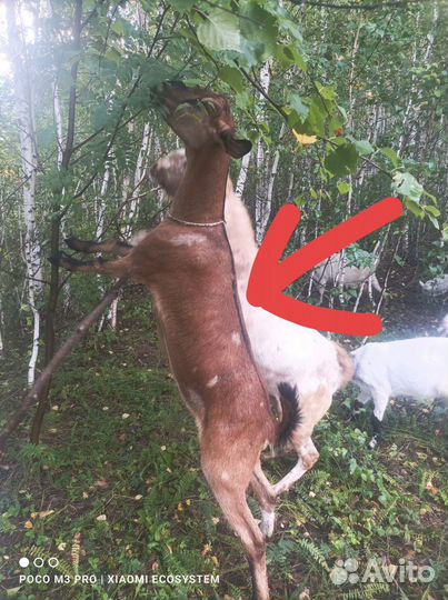 Козы породистые,Козлы,Козлята