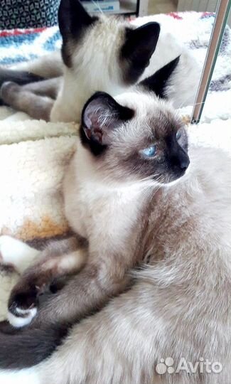 Кошка в добрые руки