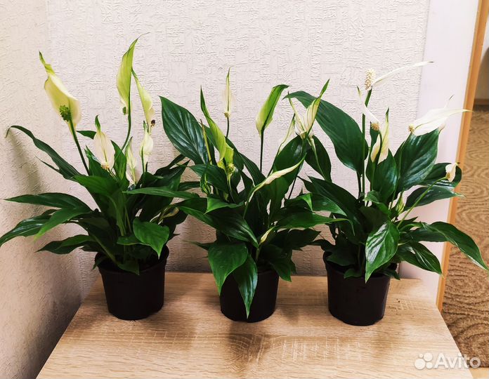 Спатифиллумы сортовые