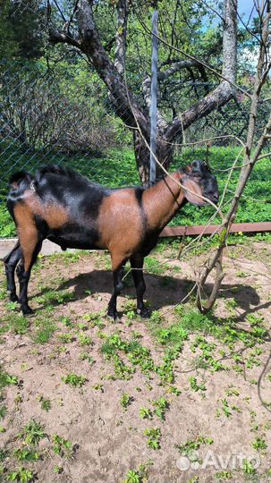 Нубийский козел