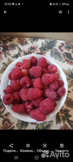 Саженцы красной и желтой малиный