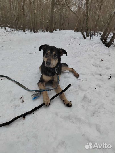 Собака в поиске дома, собака в дар
