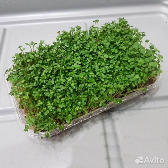 Контейнер для микрозелени
