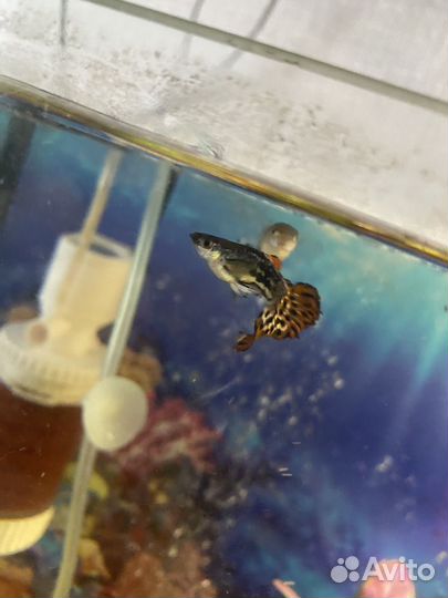 Мальки гуппи