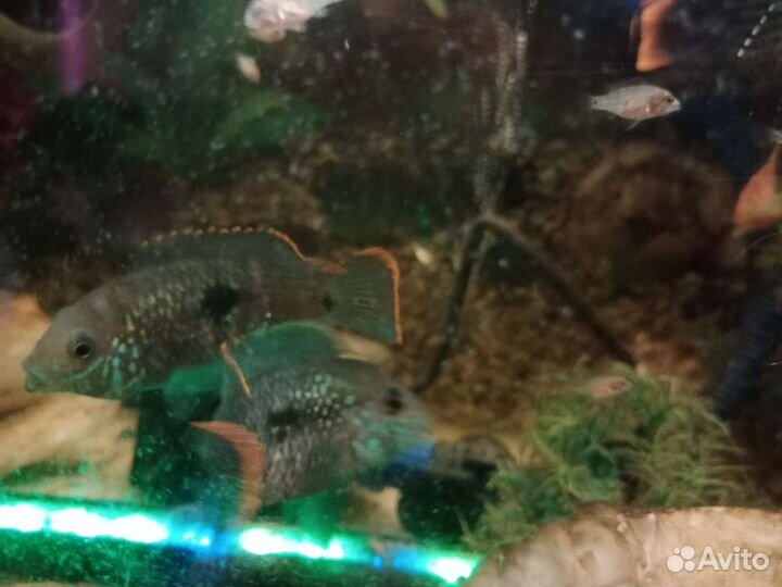 Акара бирюзовая