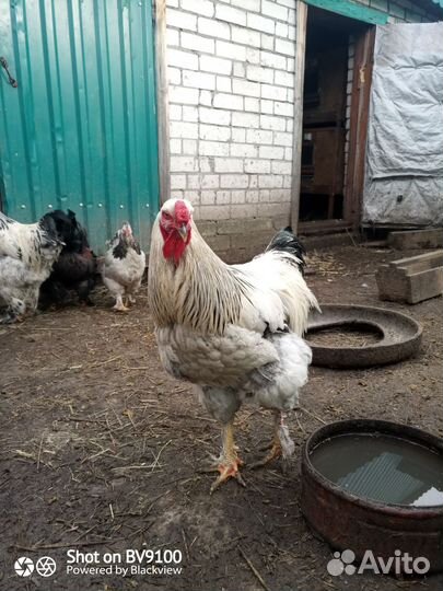 Молодые петухи