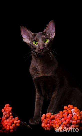 Ориентальная