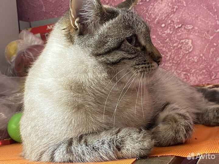 Тайская кошка