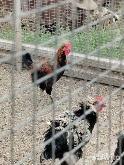 Молодые петухи