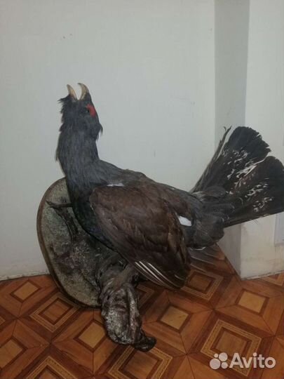 Чучело глухаря