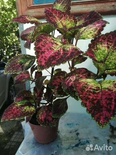 Колеус аватар