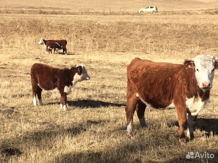 Продажа крс чистопородные Герефорды : телки, нетел