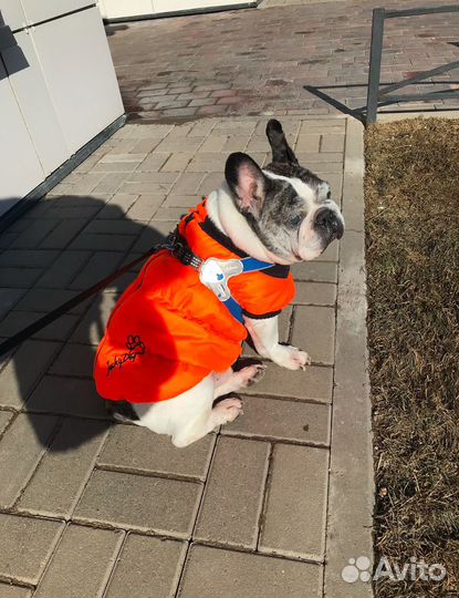 Попона зимняя для собак водооталкивающая