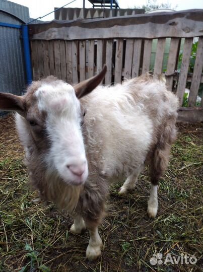 Козел на племя