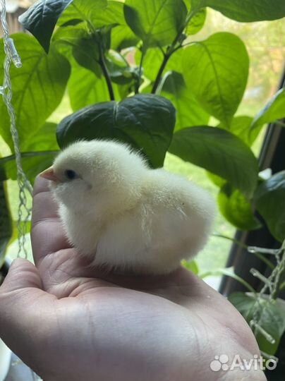 Инкубационные яйца фавероли лососевой, цыплята