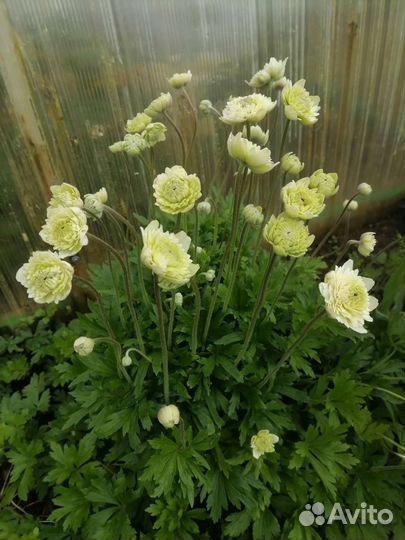 Анемона, цветы многолетники