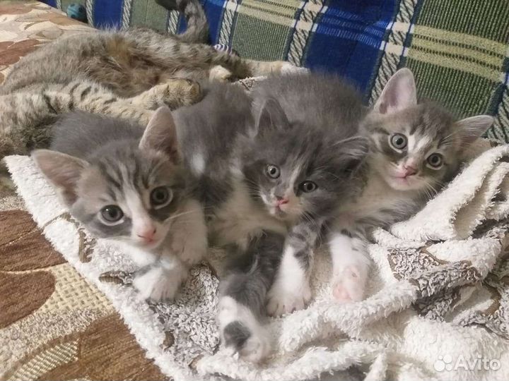 Кошки в добрые руки бесплатно