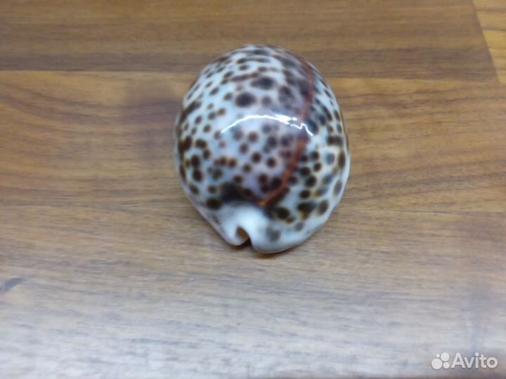Ракушка
