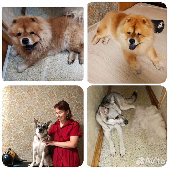 Стрижка собак \Груминг(возможен выезд)