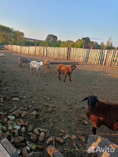 Овцы бараны