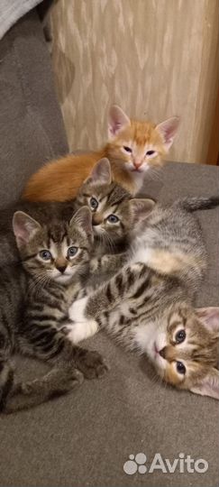 Котята