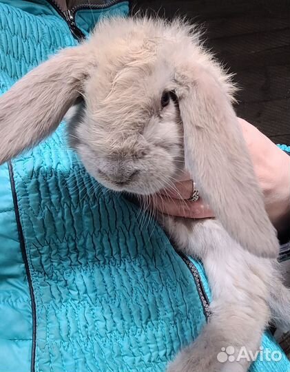 Крольчата Французский баран, крольчатина