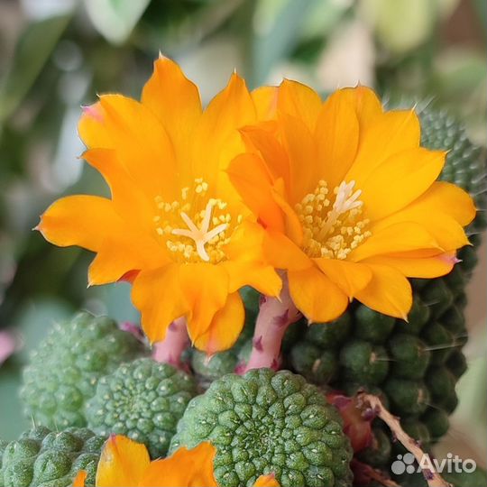 Кактус Rebutia marsoneri, Rebutia pulvinosa семена