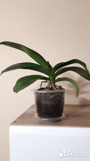 Орхидея желтая