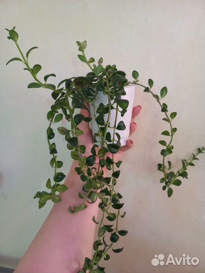 Гипоцирта глабра