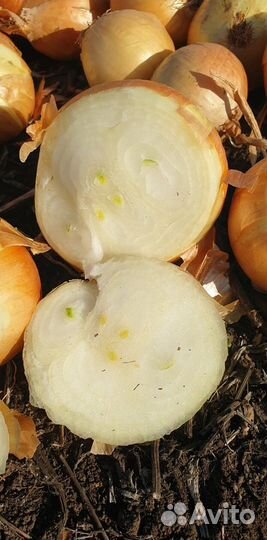 Лук Штутгарт на перо оптом