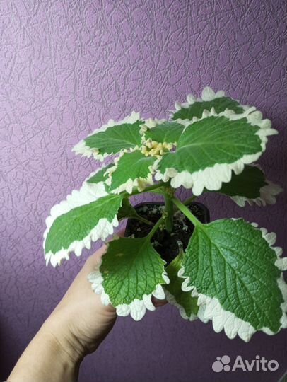 Плектрантус Variagata