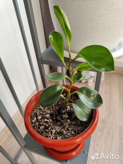 Продаю комнатные растения