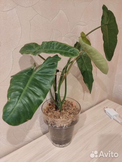 Редкие растения