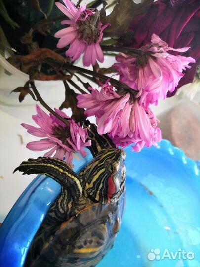 Черепаха водная