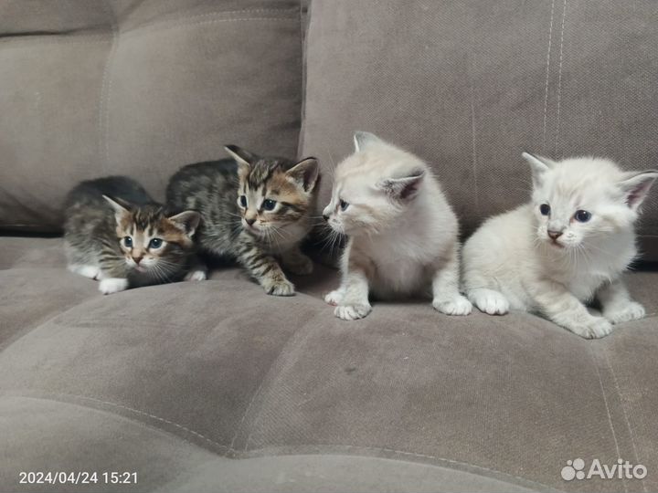 Котята