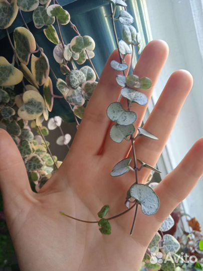 Церопегии Вуда 5 сортов.Суккуленты