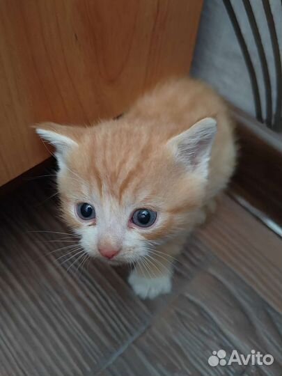 Кошка в дар