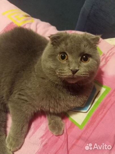 Шотландский кот вязка