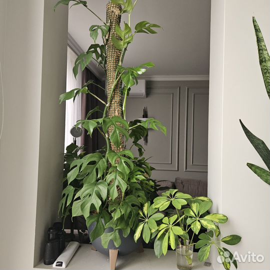 Рафидофора тетрасперма, минима монстера адонсона