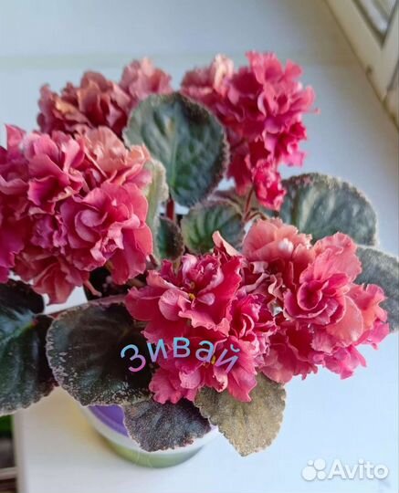 Фиалка AB-Навсегда и много других красивых сортов