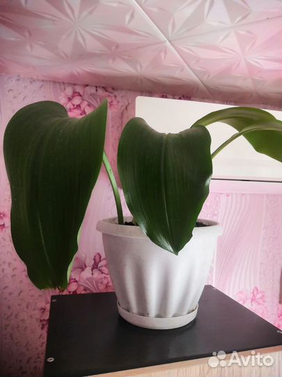 Эухарис амазонская лилия луковицы