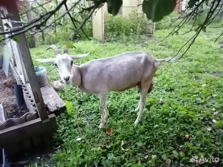 Коза дойная