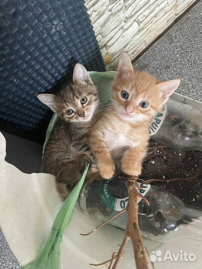 Котята в добрые руки бесплатно